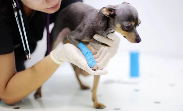 女兽医医生在兽医临床考试期间 在兽医临床的断腿的小狗 — 图库照片