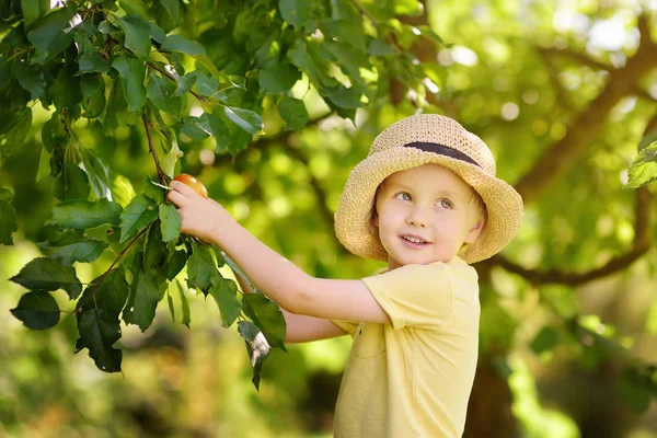 Malý Kluk Sbíral Jablka Stromu Sklizeň Domácí Zahradě — Stock fotografie