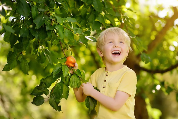 Niño Recogiendo Manzanas Árbol Cosecha Jardín Doméstico — Foto de Stock