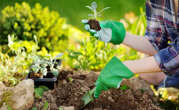 Mujer Plantando Plántulas Cama Jardín Verano Día Soleado Jardinero Manos —  Fotos de Stock