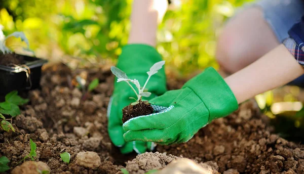 Mujer Plantando Plántulas Cama Jardín Verano Día Soleado Jardinero Manos —  Fotos de Stock