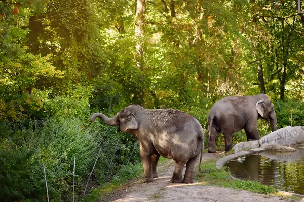 Elefants in Zoo. Wild animals in captivity.