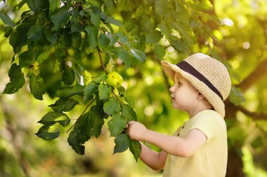 Ağaçtan elma toplama küçük çocuk. İç bahçesinde hasat.