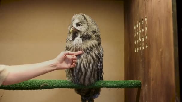 女性なでるモリフクロウ 動物園にお問い合わせください 飼育下で野生の鳥のバードウォッチング — ストック動画