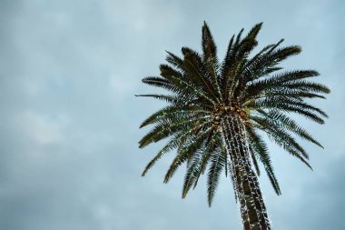 Işıklı palms adlı bir sokak. Noel zamanında Akdeniz. Seyahat ve Turizm.