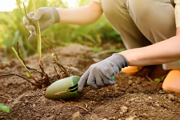 Mujer Replantando Planta Jardín Casero Jardinería —  Fotos de Stock