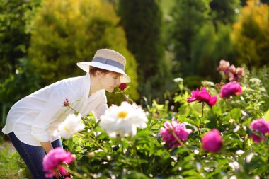 Orta yaş kadın bahçıvan taze şakayık kokluyor. Bahçe aktivite.