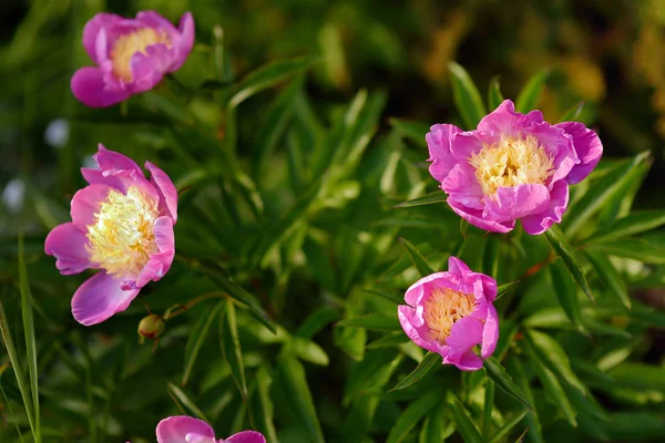 Όμορφα Φρέσκα Λουλούδια Ροζ Παιώνιες Στον Κήπο Κηπουρικές Εργασίες — Φωτογραφία Αρχείου