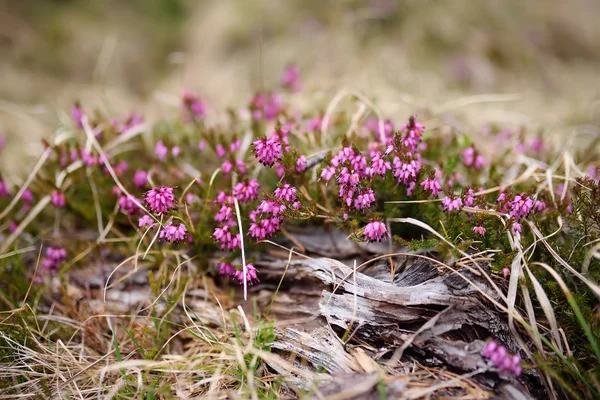 Růžový Heather Bush Švýcarském Národním Parku Jarní Den Krása Přírody — Stock fotografie