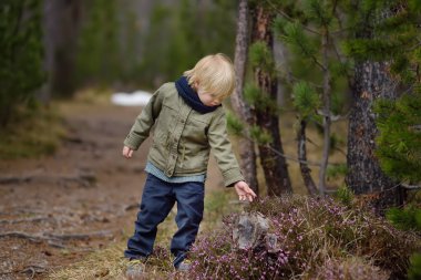 Sevimli küçük çocuk Heather Bush İsviçre Milli Parkı'nda baharda inceliyor. Etkin aile zamanı açık havada. Çocuklu Hiking. Doğanın çalışma. Genç doğa bilimci.