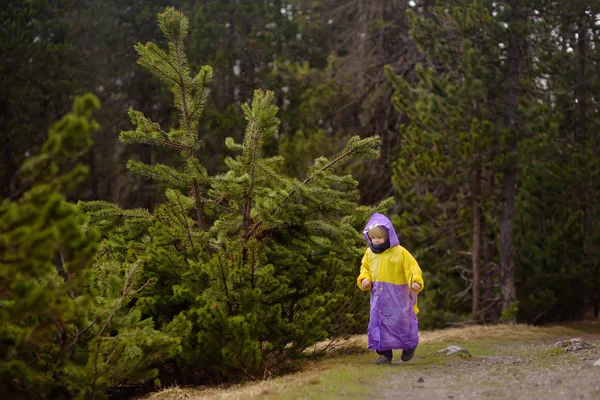 かわいい男の子は 雨の日のスイス国立公園について説明します 小さな子供たちとハイキング 自然にアクティブな家族の時間 小さな子供たちとハイキング — ストック写真