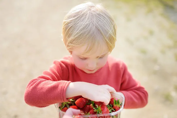 Милий Маленький Хлопчик Їсть Полуницю Відкритому Повітрі Здорове Вегетаріанське Або — стокове фото