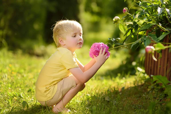 Lindo Niño Mira Increíbles Peonías Moradas Blancas Soleado Jardín Doméstico —  Fotos de Stock