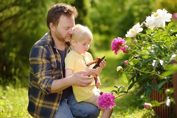 Sevimli Küçük Çocuk Babasıyla Secateur Bahçe Ile Birlikte Çalışma Tarım — Stok fotoğraf