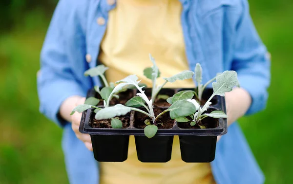 Niño Pequeño Sosteniendo Plántulas Macetas Plástico Jardín Doméstico Día Soleado — Foto de Stock