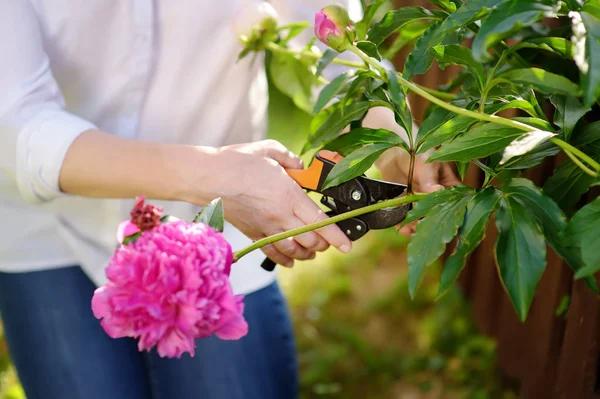 Manos Jardinero Femenino Mediana Edad Mujer Que Trabaja Con Tijera —  Fotos de Stock