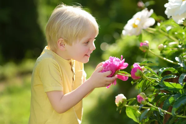 Ładny Mały Chłopiec Spojrzenie Niesamowite Piwonie Purpurowe Białe Słonecznym Ogrodzie — Zdjęcie stockowe