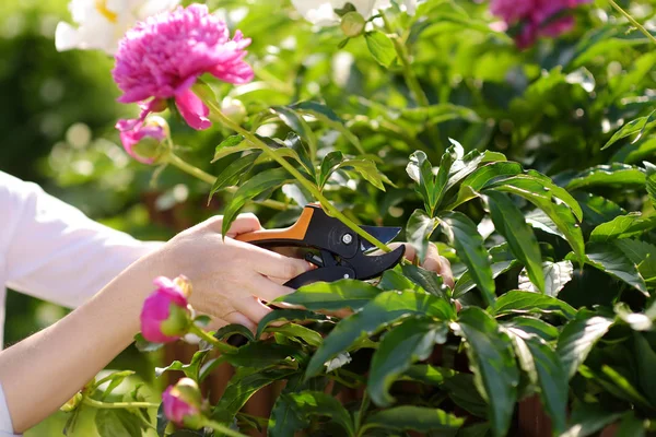 Manos Jardinero Femenino Mediana Edad Mujer Que Trabaja Con Tijera —  Fotos de Stock