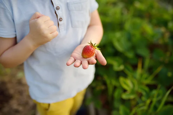 Aranyos Kisfiú Eszik Szamóca Nőtt Saját Kertben Gyermekek Egészséges Vegetáriánus — Stock Fotó