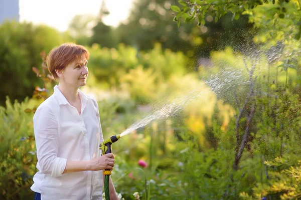 Mulher Madura Regando Gramado Com Uma Mangueira Jardim Jardim Ensolarado — Fotografia de Stock