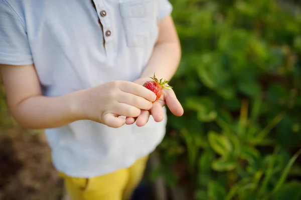 Sevimli Küçük Çocuk Kendi Bahçesinde Yetişen Çilek Yiyor Çocuklar Için — Stok fotoğraf