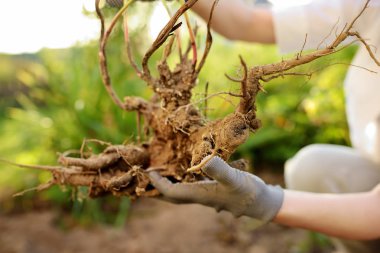 Ev bahçe tesisinde süreçte kadın. El ve bitki kök kapat.
