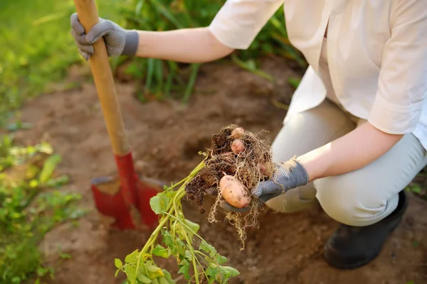 Perempuan bersepatu bot menggali kentang di kebunnya . — Stok Foto