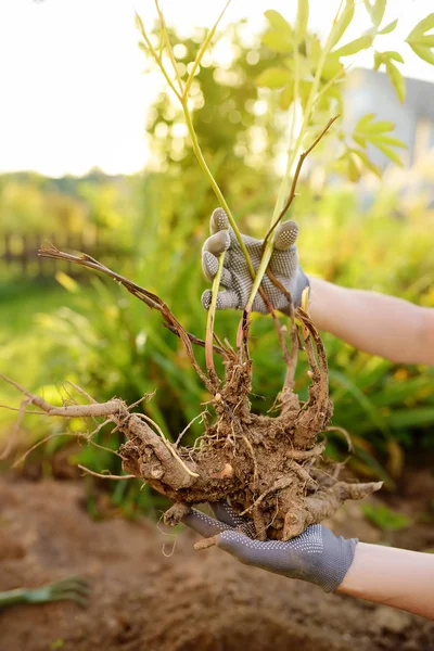 Mujer replantando planta en jardín casero. Las manos y la raíz de la planta de cerca . — Foto de Stock