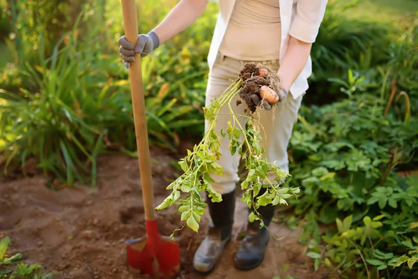 Mujer calzada en botas cava patatas en su jardín . — Foto de Stock