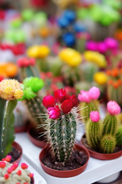 Mercado de flores famoso em Amsterdã. Cactos floridos . — Fotografia de Stock