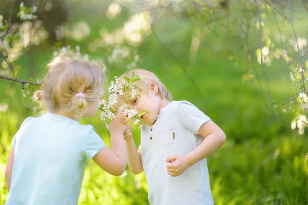 Lindos niños pequeños jugando juntos en el floreciente jardín de cerezos . —  Fotos de Stock