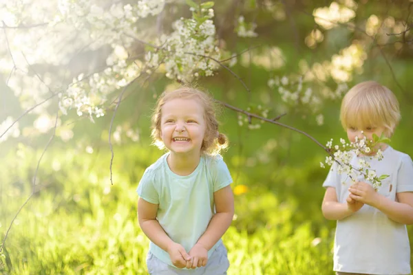 Lindos niños pequeños jugando juntos en el floreciente jardín de cerezos . —  Fotos de Stock