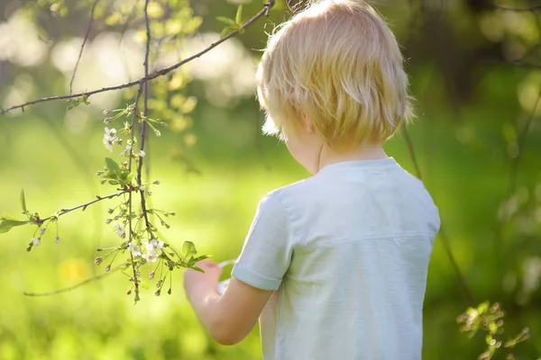 Rozkošný chlapeček, co loví velikonoční vejce na větvi kvetoucího stromu. — Stock fotografie