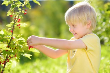 Güneşli bir günde bir bahçede kırmızı kuş üzümü toplayan küçük çocuk. Yaz aylarında açık hava etkinlikleri ve çocuklar için eğlence.