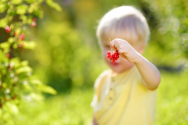 Güneşli bir günde bir bahçede kırmızı kuş üzümü toplayan küçük çocuk. Yaz aylarında açık hava etkinlikleri ve çocuklar için eğlence.