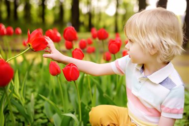 Küçük çocuk ilkbahar veya yaz gününde bahçede kırmızı lalehayran.