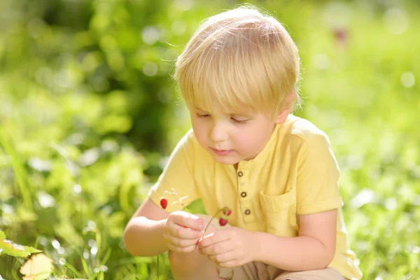 Little child picking sweet wild strawberry in domestic garden. — Stock Photo, Image