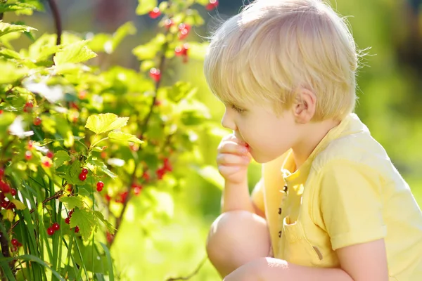 Little boy picking red currants in a domestic garden on sunny day. Outdoors activities and fun for children in summer. — Stock Photo, Image