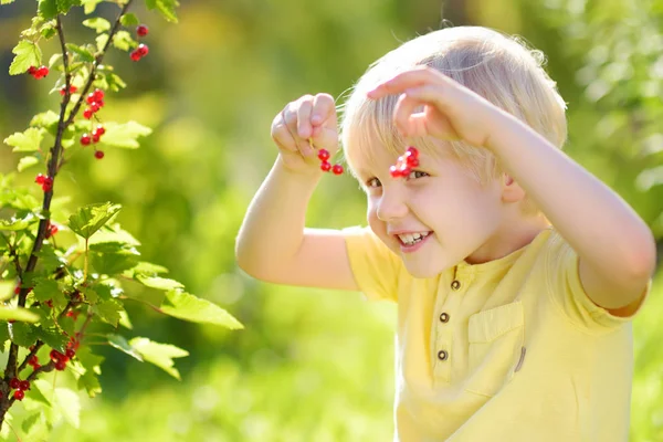 Malý chlapec si za slunečného dne vybírá v domácí zahradě červený rybíz. Venkovní aktivity a zábava pro děti v létě. — Stock fotografie