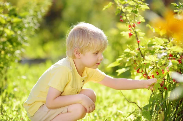 Un niño recogiendo grosellas rojas en un jardín doméstico en un día soleado. Actividades al aire libre y diversión para niños en verano . —  Fotos de Stock