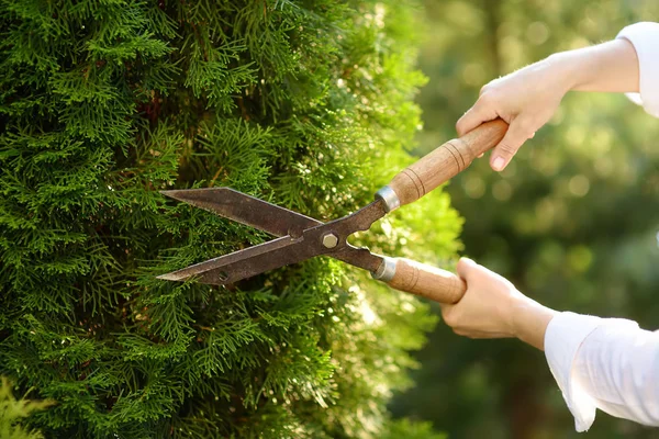 Hands of female gardener. Woman working with secateur in domestic garden at summer day. — Stock Photo, Image