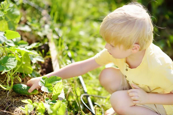 Anak kecil memetik mentimun dari kebun selama panen di kebun rumah — Stok Foto