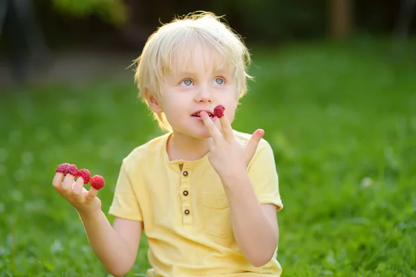 Kleiner Junge blickt auf seine Ernte auf Himbeerfarm — Stockfoto
