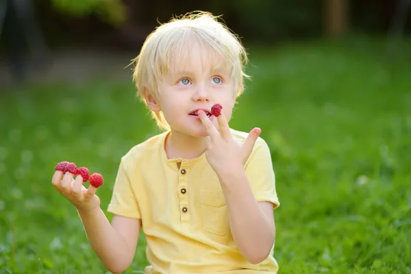 Niño mirando su cosecha en la granja de frambuesas — Foto de Stock