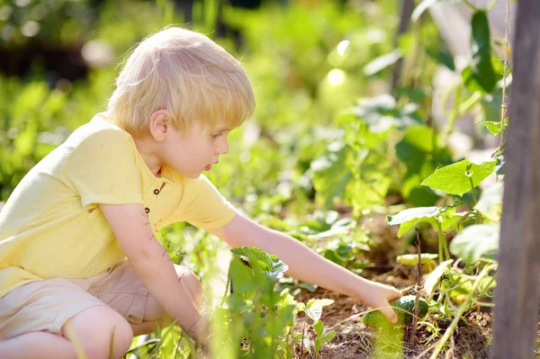 Pequeño niño recoge un pepino del jardín durante la cosecha en el jardín del hogar — Foto de Stock