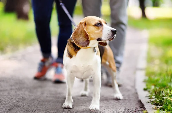 Coppia giovane con cane Beagle al collo e guinzaglio passeggiando nel parco estivo . — Foto Stock