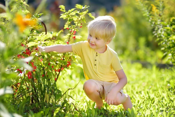 Kleine jongen plukken rode aalbessen in een binnenlandse tuin op zonnige dag. Buitenactiviteiten en plezier voor kinderen in de zomer. — Stockfoto