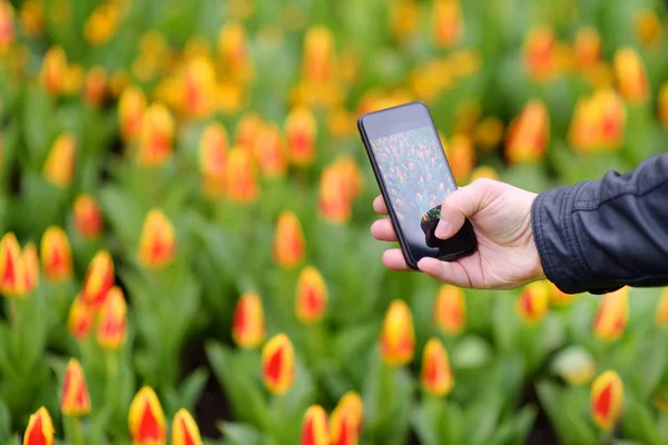 Man het nemen van foto tulpen met behulp van smartphone in Keukenhof Park in Nederland, close-up. Beroemde tuin van Europa. — Stockfoto