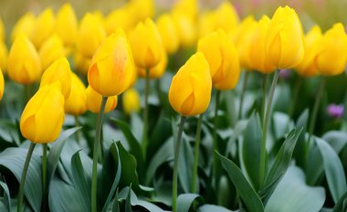 Keukenhof, Hollanda çiçek liyati üzerinde çiçeklenme sarı laleler. Avrupa'nın Ünlü Bahçesi.