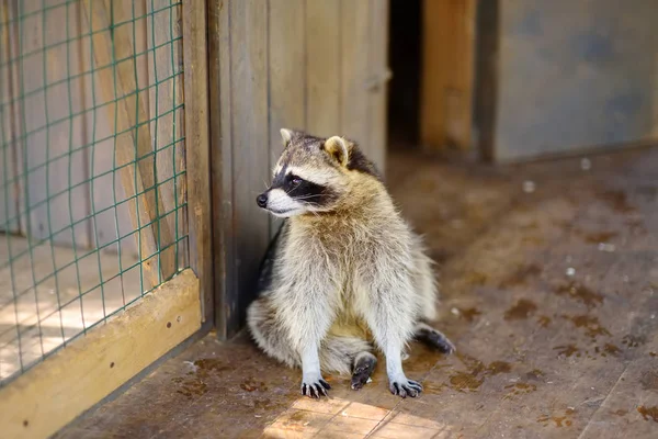 Raccoon in a cage of zoo — Stock Photo, Image